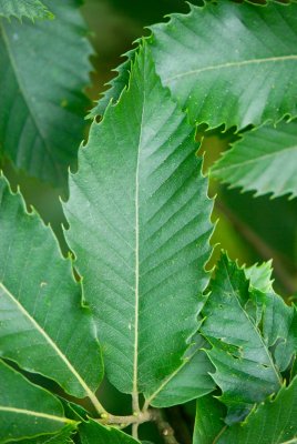 Castanea sativa - kaštanovník jedlý - list